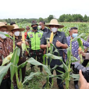 Petani Jagung Panen Raya , Roby : Saya Apresiasi Kerja Keras Petani