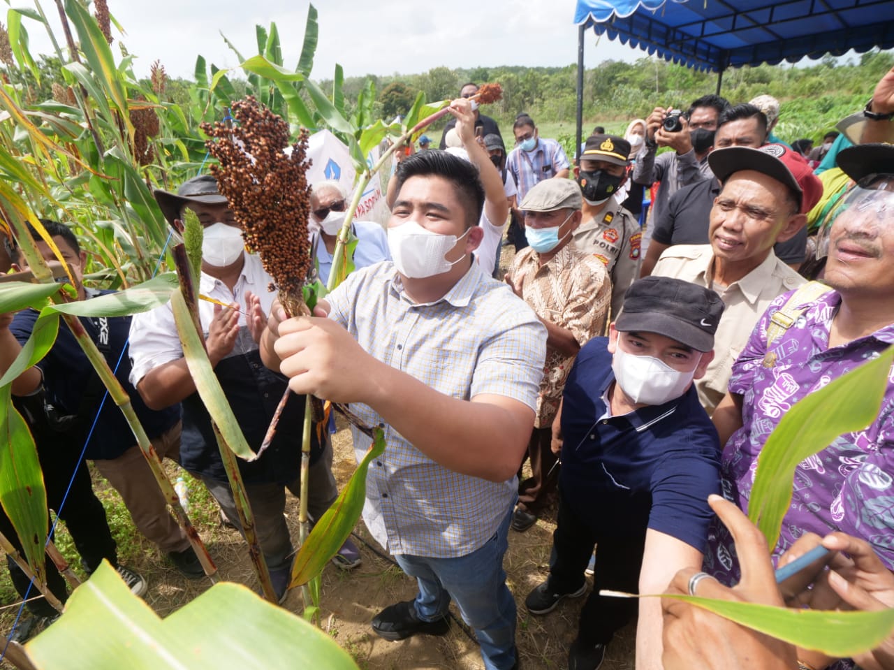 Roby Dukung Sorgum Jadi Pangan Alternatif Dan Komoditi Ekspor 