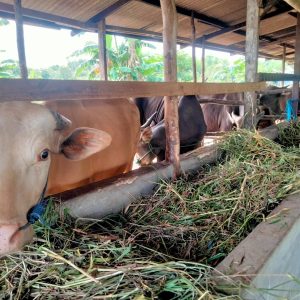 2 Hari Lagi, Penjual Daging Sapi Segar Akan Berjualan Daging Beku