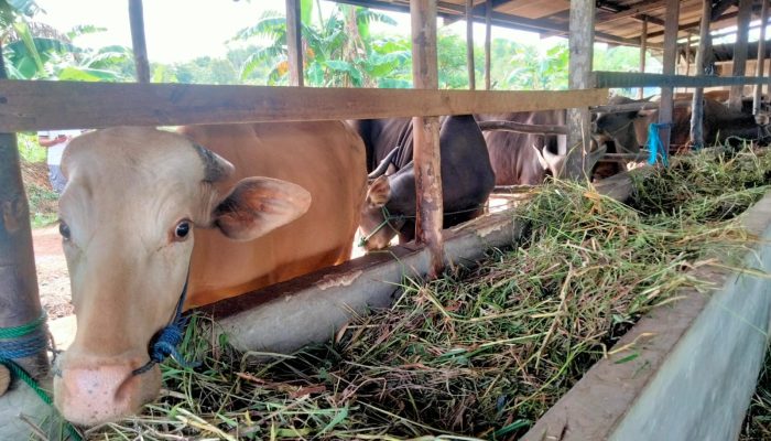 Belum Ditemukan Sapi Alami PMK di Tanjungpinang-Bintan