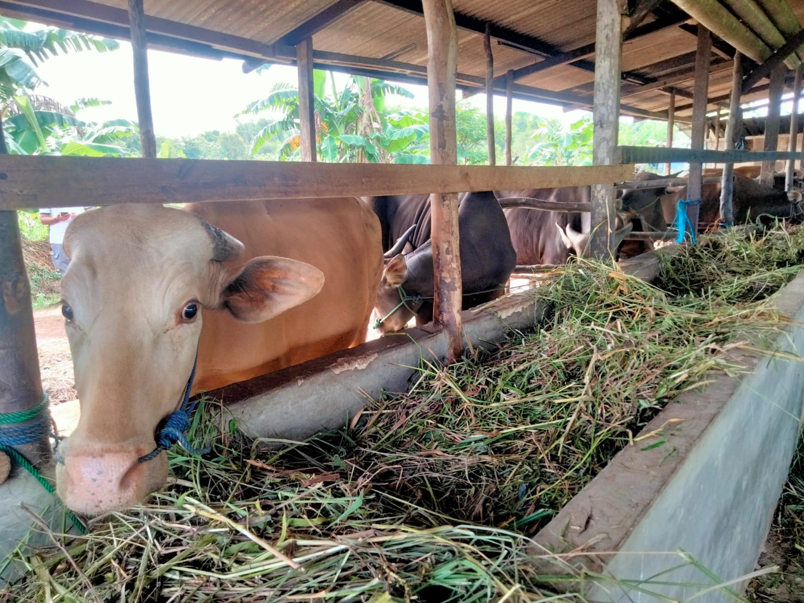 2 Hari Lagi, Penjual Daging Sapi Segar Akan Berjualan Daging Beku
