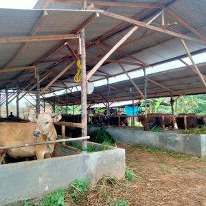 Stok Daging Sapi Segar Di Pasaran Tersisa 10 Hari Kedepan