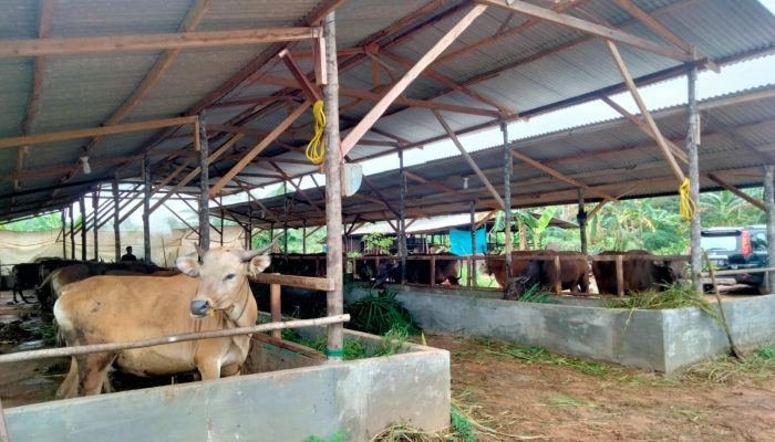 Stok Daging Sapi Segar Di Pasaran Tersisa 10 Hari Kedepan