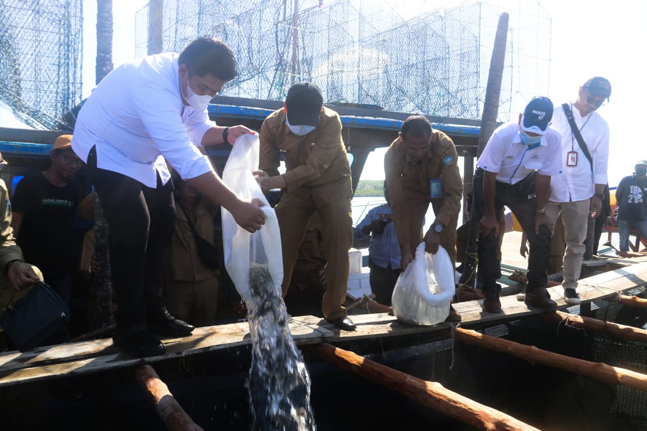 Roby Tabur 4000 Bibit Kerapu Dan Serahkan Bantuan di Desa Numbing