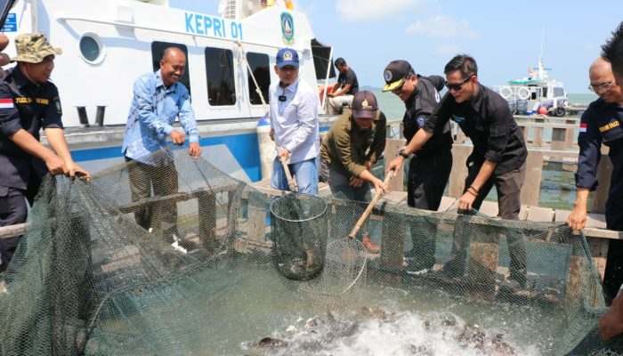 Taba Iskandar Wakili Gubernur Ansar Panen Ikan Kerapu Cantang di Pulau Akar