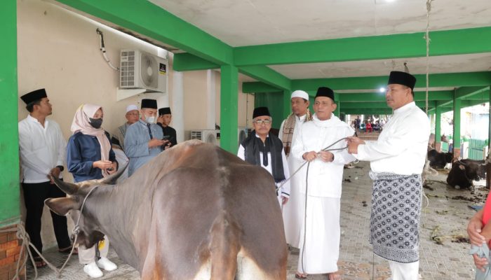 Gubernur Ansar Serahkan Sapi Kurban Dari Presiden RI Untuk Gerbang Utara Perbatasan NKRI