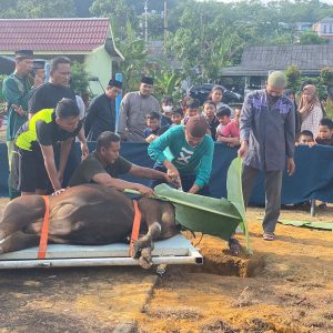 Sembelih 15 Ekor Sapi Kurban,Danlantamal IV: Masyarakat Dapat Merasakan Nikmatnya Berkurban