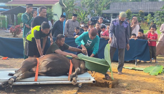 Sembelih 15 Ekor Sapi Kurban,Danlantamal IV: Masyarakat Dapat Merasakan Nikmatnya Berkurban