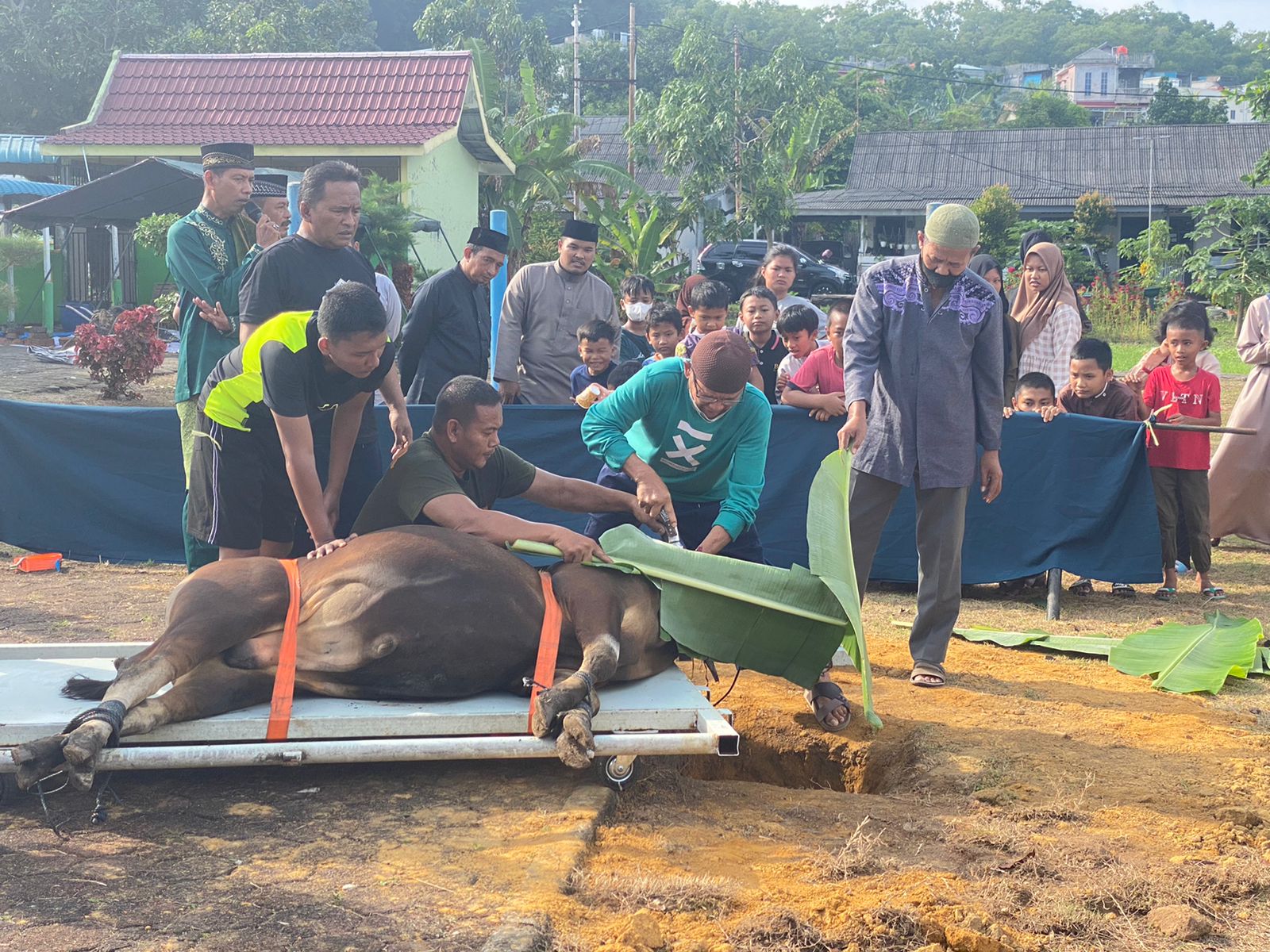 Sembelih 15 Ekor Sapi Kurban,Danlantamal IV: Masyarakat Dapat Merasakan Nikmatnya Berkurban