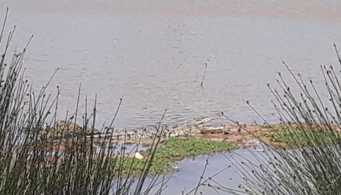 Warga Resah, Muncul Buaya di Kolam Resapan Taman Batu 10 Tanjungpinang