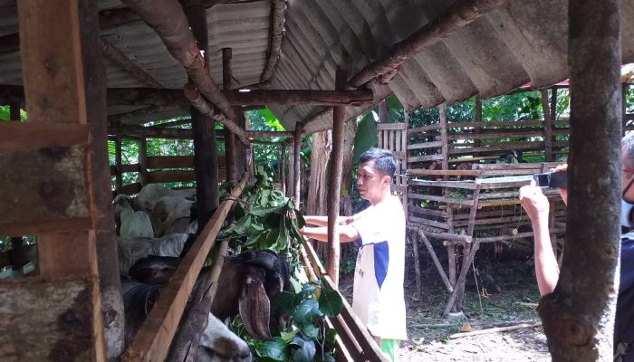 60 Kambing Ilegal Dari Karimun Tiba Di Pelabuhan Tanjung Moco, 9 Ekor Mati