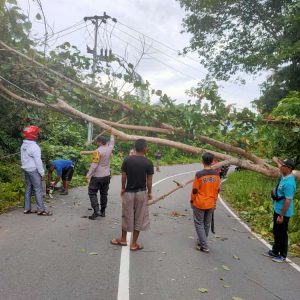 Kasat Binmas : Hati Hati Berkendara, Pohon Tumbang Di Jalanan Timpa Kabel Listrik