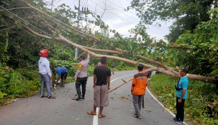 Kasat Binmas : Hati Hati Berkendara, Pohon Tumbang Di Jalanan Timpa Kabel Listrik