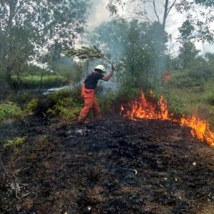 3 Ha Lahan Terbakar Di Km 14 Tanjungpinang