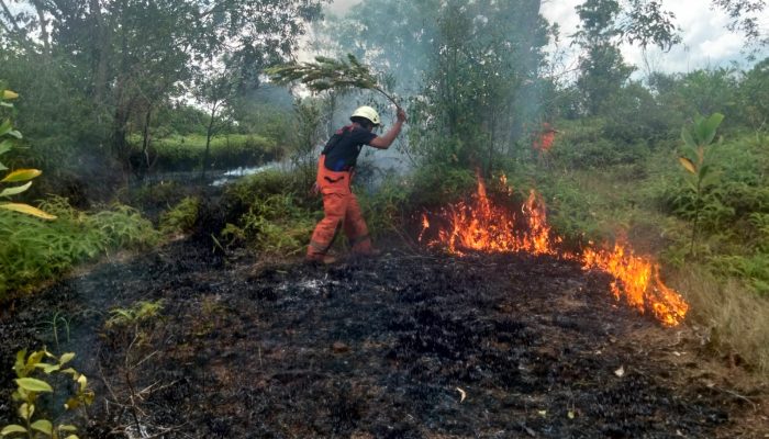 3 Ha Lahan Terbakar Di Km 14 Tanjungpinang