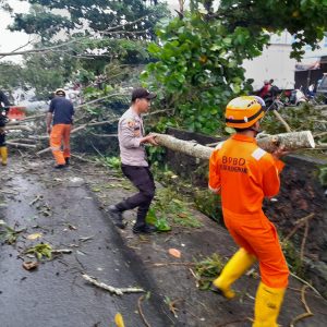Angin Kencang Dan Hujan, Polsek Tanjungpinang Timur Evakuasi Pohon Tumbang Di Jalan