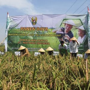 Jenderal Dudung Bersama Bupati dr Cellica Panen Padi di Rengasdengklok