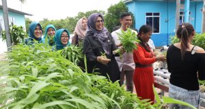 Dewi Ansar Bersama Warga Kampung Panglong Panen Sayuran Kangkung Hidroponik