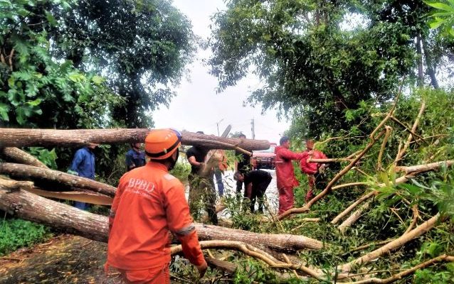 Hujan Guyur Tanjungpinang, BPBD Evakuasi 4 Lokasi Pohon Tumbang 