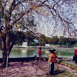 Kembang Bunga Sakura Menjadi Destinasi Wisata di Bintan