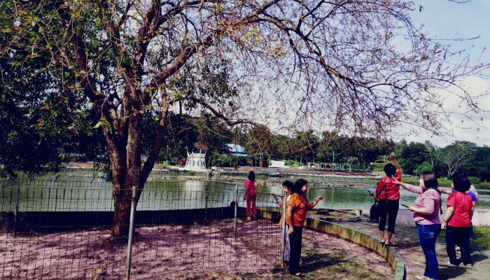 Kembang Bunga Sakura Menjadi Destinasi Wisata di Bintan