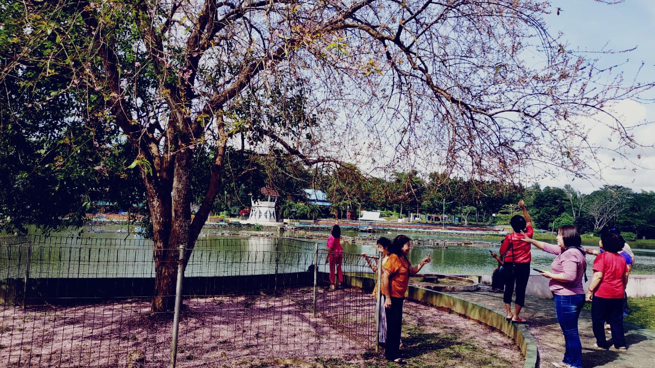 Kembang Bunga Sakura Menjadi Destinasi Wisata di Bintan
