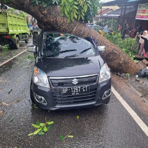 Hujan Disertai Angin, Pohon Tumbang Tertimpa Mobil di Jalan Engku Putri Tanjungpinang