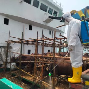 525 Ekor Sapi Dari NTT Tiba Di Pelabuhan Sri Bayintan Kijang
