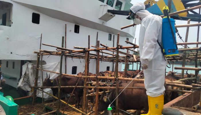525 Ekor Sapi Dari NTT Tiba Di Pelabuhan Sri Bayintan Kijang