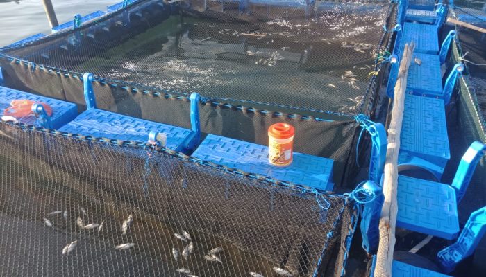 17 Kelompok Nelayan Budidaya Ikan Kerapu Di Bintan Rugi Rp2 Miliar