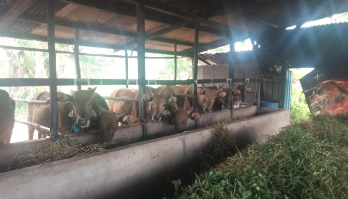 Stok Sapi Kurban Di Tanjungpinang Mencukupi, Besok Mulai Pengantaran Pesanan