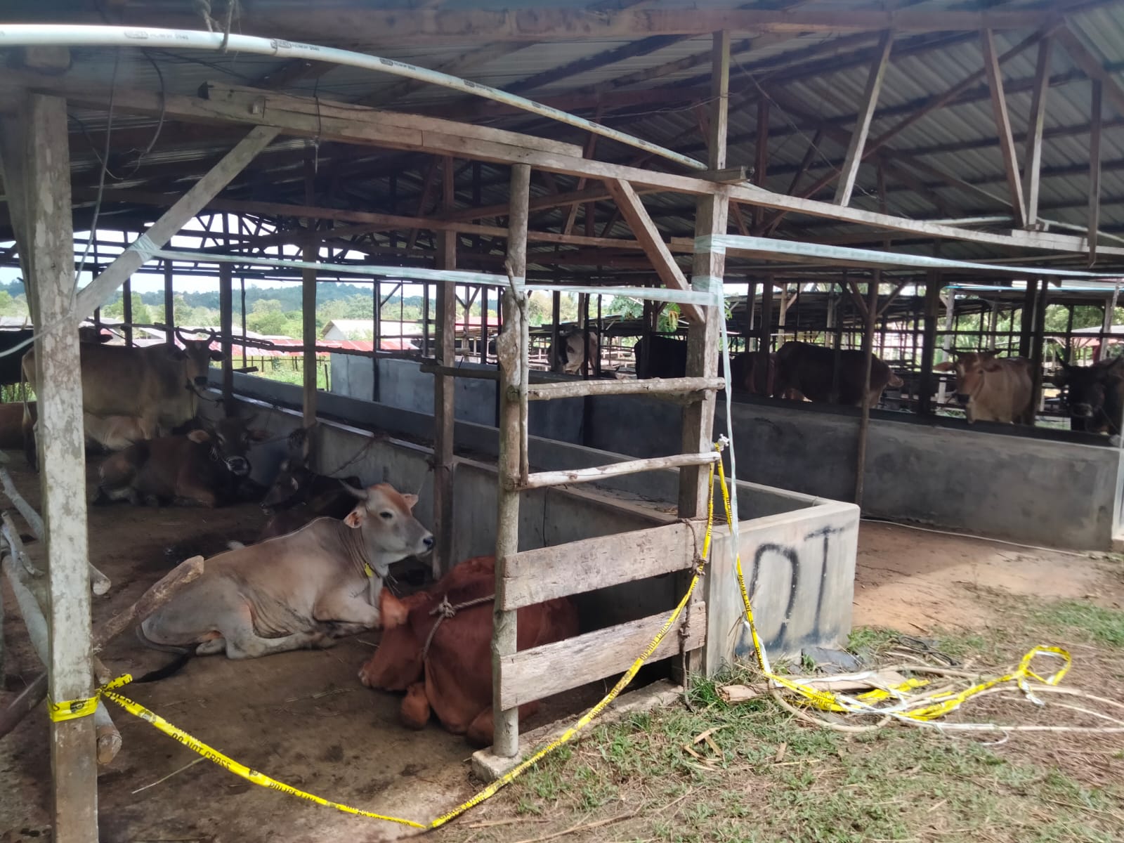 Sapi Dan Kambing Ilegal Dari Pelalawan Dalam Pemeriksaan Kesehatan Karantina Pertanian 