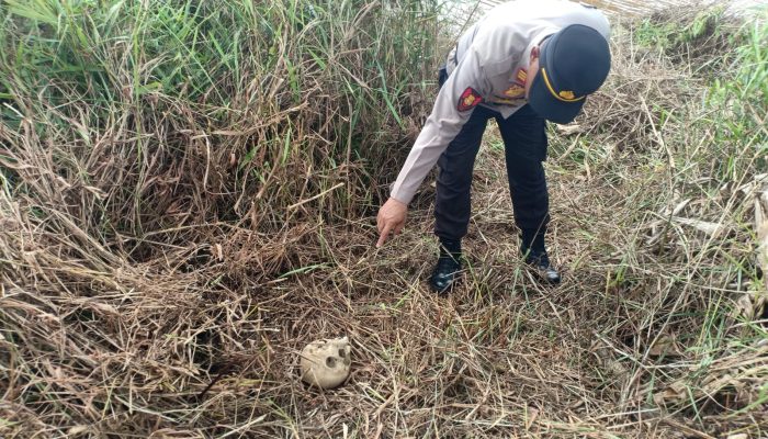 Tengkorak Manusia di Sei Timun Diperkirakan Berusia 30 Hingga 50 Tahun