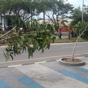 Kericuhan Aksi Massa Di Batam Center Merusak Tanaman di Pedestarian