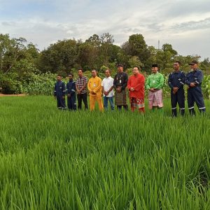 Warga Binaan Rutan Tanjungpinang Tanam Padi di Lahan Berbouksit Pulau Dompak