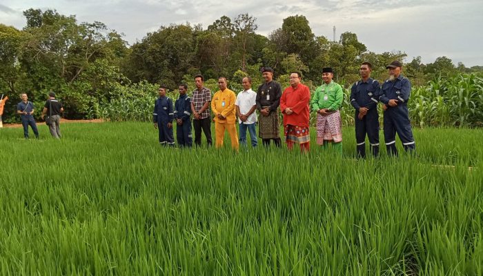 Warga Binaan Rutan Tanjungpinang Tanam Padi di Lahan Berbouksit Pulau Dompak