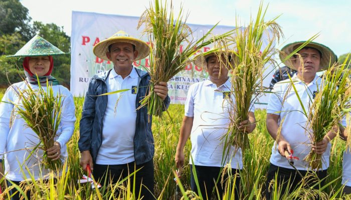 Gubernur Ansar Panen Perdana Padi Program Pembinaan Napi Rutan Kelas 1 Tanjungpinang