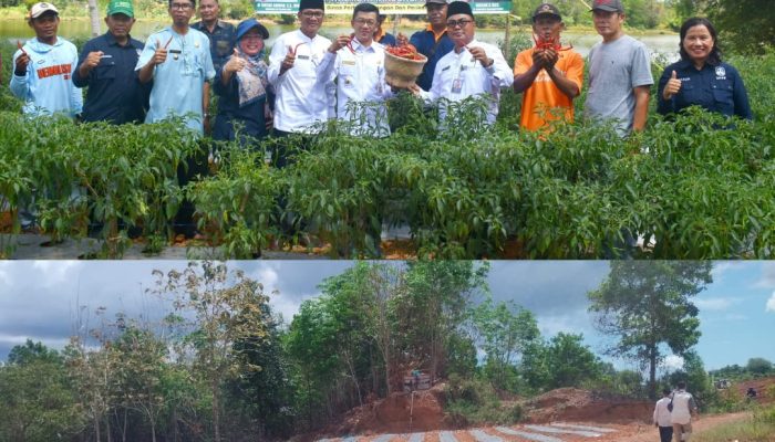 Panen Cabai di Lahan Eks Tambang Bouksit, Pj Wako Hasan Bantu Mesin Kultivator