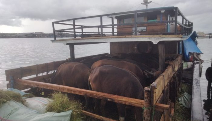 20 Sapi Asal Jambi Tiba Di Tanjungpinang, Belum Dilengkapi Dokumen Karantina Jambi
