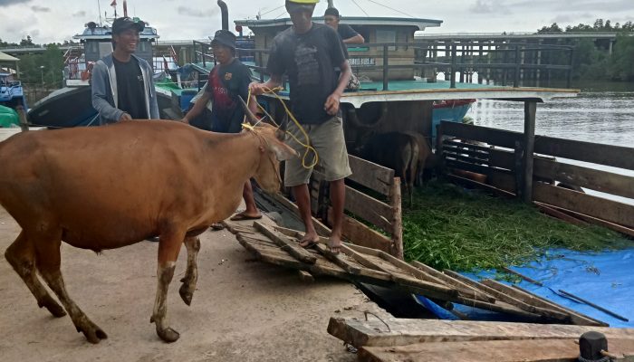 Tanpa Dokumen Karantina, 20 Sapi Dari Jambi Akhirnya Dipulangkan ke Daerah Asal