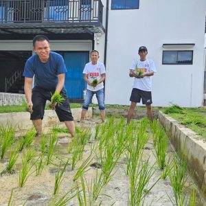 Mewariskan Tradisi Nenek Moyang Bertani, KKSS Kepri Berikan Pelatihan Menanam Padi 