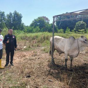 Jelang Idul Adha, KKSS Kepri Serahkan Bantuan Sembako dan Sapi Qurban