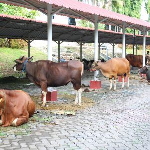 BP Batam Sembelih 14 Sapi dan 12 Kambing Yang Dibagikan Untuk Masyarakat Membutuhkan