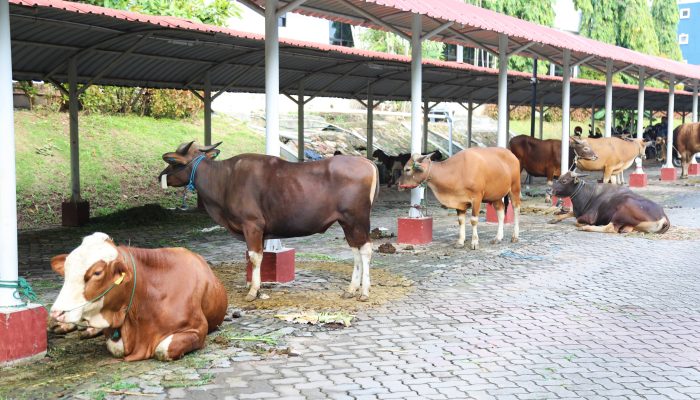 BP Batam Sembelih 14 Sapi dan 12 Kambing Yang Dibagikan Untuk Masyarakat Membutuhkan