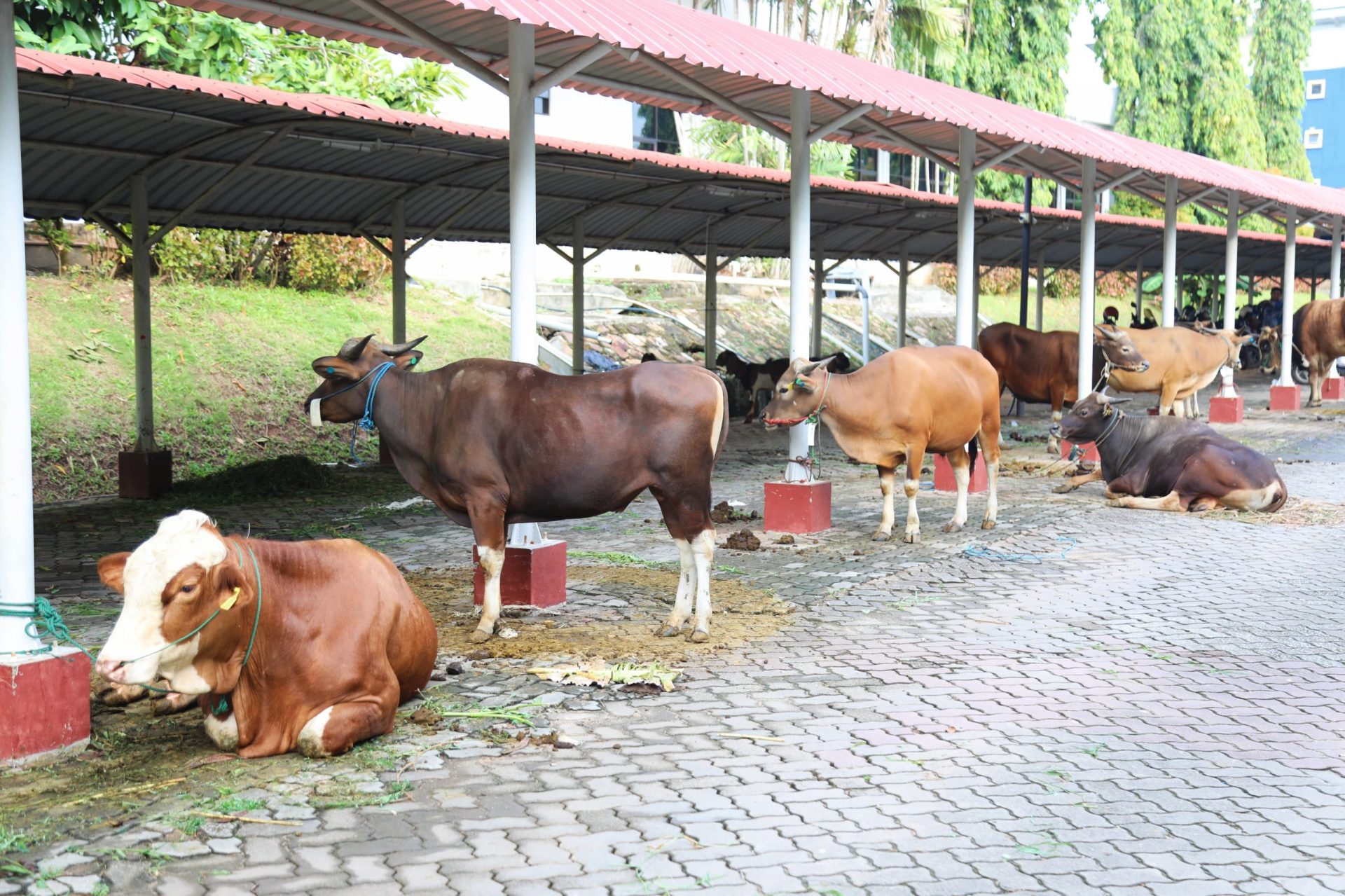 BP Batam Sembelih 14 Sapi dan 12 Kambing Yang Dibagikan Untuk Masyarakat Membutuhkan
