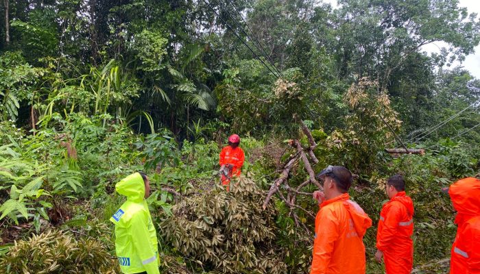 Angin Kencang, Pohon Tumbang Menutup Akses Jalan di Palmatak 