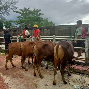 Jelang Idul Adha, Stok Sapi di Peternakan Bangkit Sidojasa Farm Ludes Terjual 