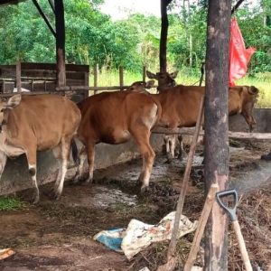 Pemko Tanjungpinang Salurkan 43 Sapi dan 3 Kambing untuk Masjid Dan Surau di Tanjungpinang 