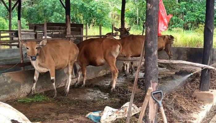 Pemko Tanjungpinang Salurkan 43 Sapi dan 3 Kambing untuk Masjid Dan Surau di Tanjungpinang 