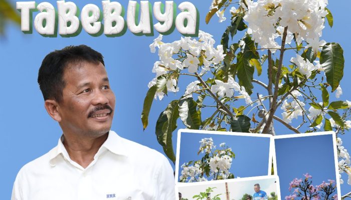 Mirip Musim Semi di Jepang, Bunga Tabebuya Bermekaran di Pendestrian Batam Center
